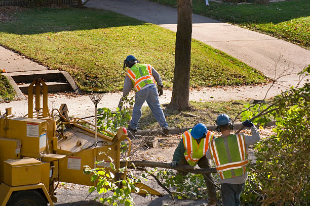 How Our Tree Care Process Works  in Rio Grande, NJ